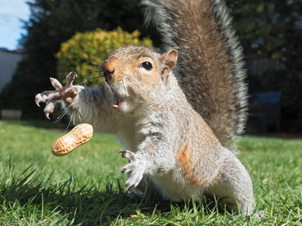 attention-deficit-oh-squirrel